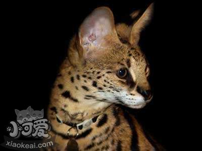 阿舍拉貓幼貓?jiān)趺答B(yǎng) 阿舍拉貓幼貓飼養(yǎng)方法