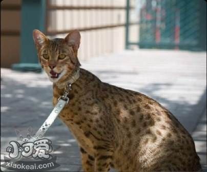 阿舍拉貓好養(yǎng)嗎 阿舍拉貓喂養(yǎng)手冊