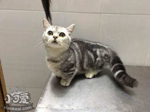 曼基康貓怎么洗澡 短腿貓洗澡要點