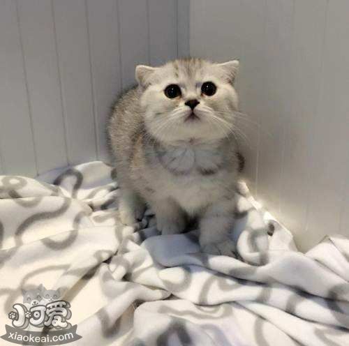 曼基康貓能吃鴨肝嗎 曼基康貓不能吃內臟類