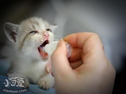 茶杯貓掉毛怎么辦 茶杯貓掉毛解決辦法