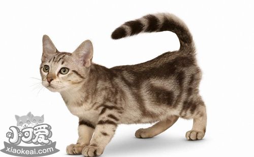 如何給澳大利亞霧貓洗澡 澳大利亞霧貓洗澡技巧