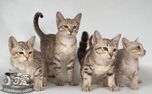 澳大利亞霧貓幼貓怎么喂養(yǎng) 幼貓喂養(yǎng)指南