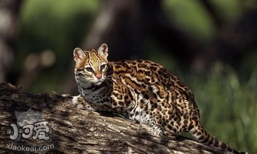 豹貓亮肚皮是什么意思 豹貓亮肚皮含義介紹