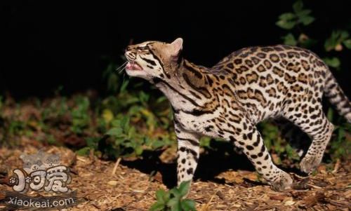 豹貓不能吃什么 豹貓飲食禁忌12條