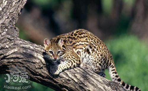 豹貓怎么養 豹貓飼養技巧
