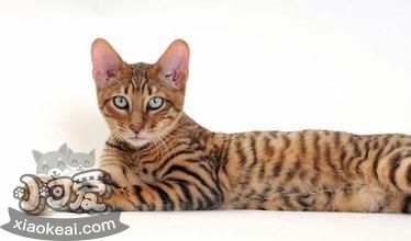 玩具虎貓幼貓一天喂幾次 幼貓喂食次數是關鍵