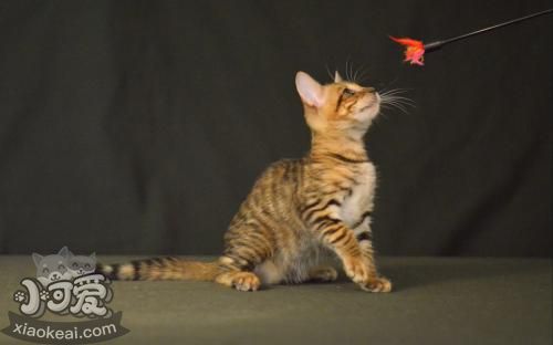 玩具虎貓怎么洗澡 玩具虎貓洗澡注意事項