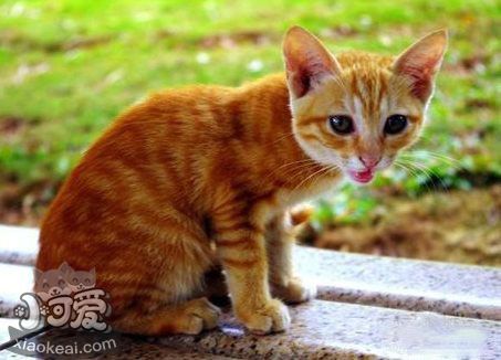 貓咪不同行為動(dòng)作的需求和想法解析1