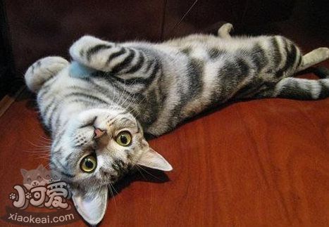 貓咪不同行為動(dòng)作的需求和想法解析2