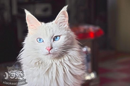 貓咪耳朵怎么清理 貓咪耳朵清潔方法