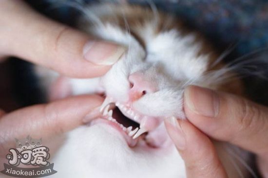 貓咪牙齒如何護理 貓咪牙齒護理教程