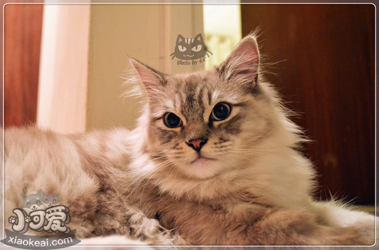 襤褸貓怎么洗澡 襤褸貓洗澡護理方法