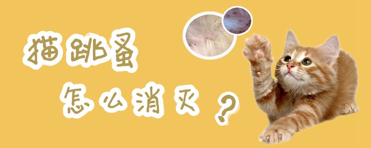 貓跳蚤怎么消滅