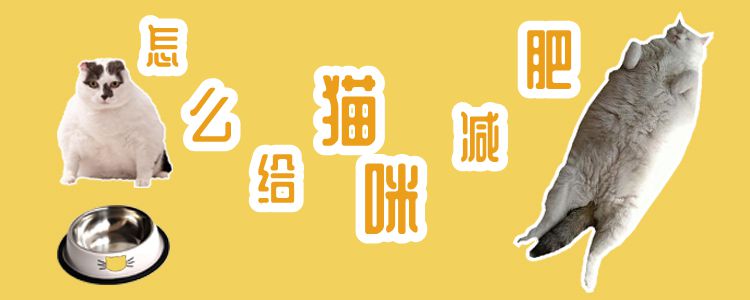 怎么給貓咪減肥