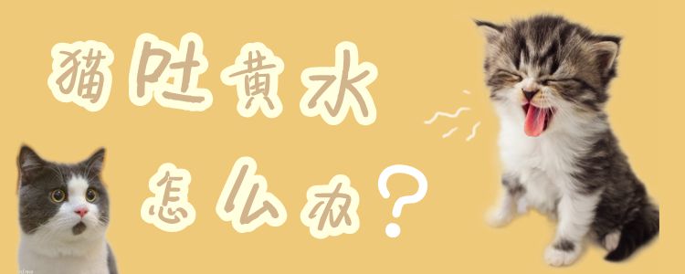 貓吐黃水怎么辦