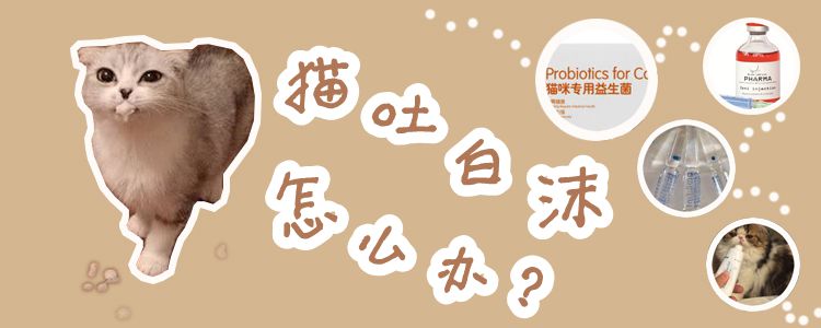 貓吐白沫怎么辦