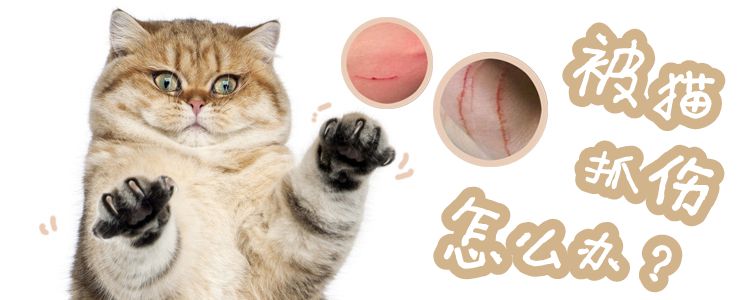 被貓抓傷怎么辦1