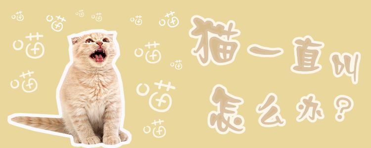 貓一直叫怎么辦