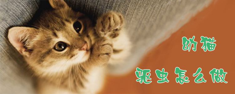 幼貓驅蟲怎么做