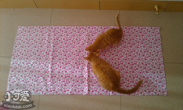 貓窩怎么做3
