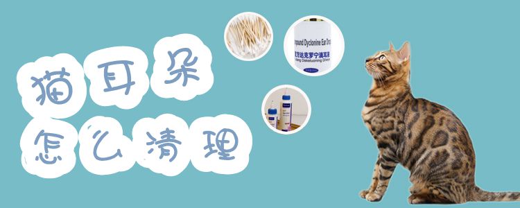 貓耳朵怎么清理