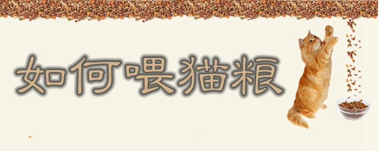 如何喂貓糧