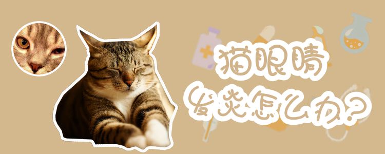 貓眼睛發炎怎么辦