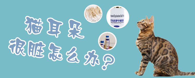 貓耳朵很臟怎么辦