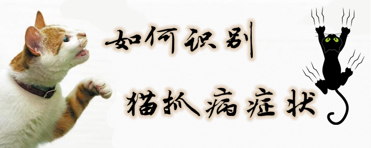 如何識別貓抓病癥狀