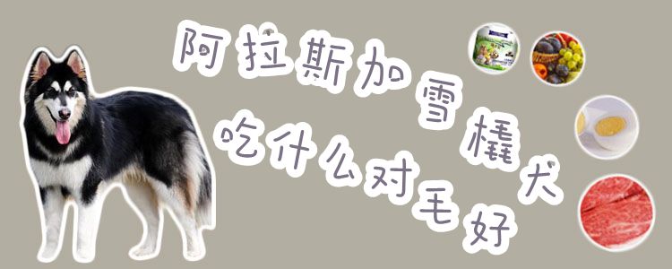 阿拉斯加雪橇犬吃什么對(duì)毛好