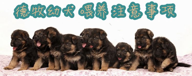 德牧幼犬喂養(yǎng)注意事項