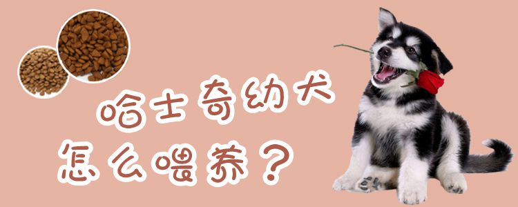 哈士奇幼犬怎么喂養