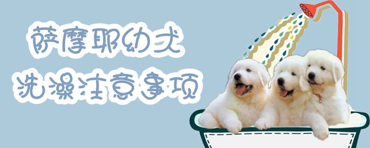 薩摩耶幼犬洗澡注意事項