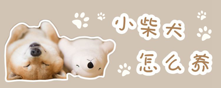 小柴犬怎么養