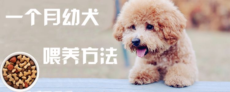 一個月幼犬喂養(yǎng)方法