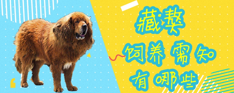 藏獒的飼養需知有哪些