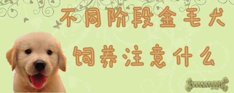 不同階段金毛犬的飼養注意什么