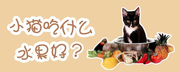 小貓吃什么水果好