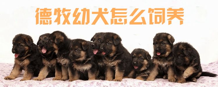 德牧幼犬怎么飼養(yǎng)