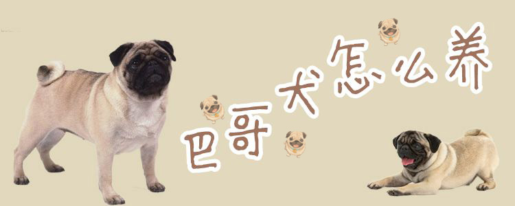 巴哥犬怎么養(yǎng)