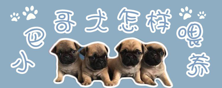 小巴哥犬怎樣喂養