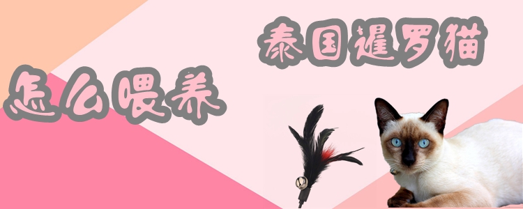 怎么喂養(yǎng)泰國(guó)暹羅貓