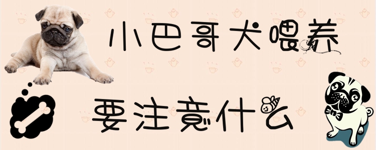 小巴哥犬喂養要注意什么