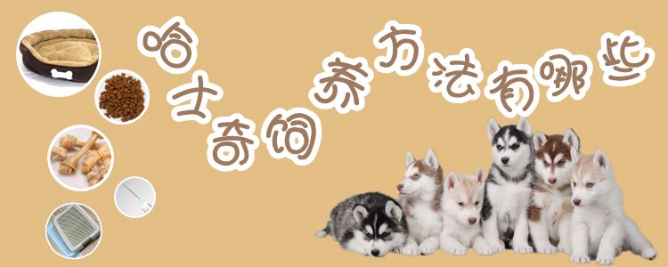 哈士奇飼養(yǎng)方法1