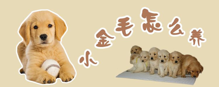 小金毛怎么養