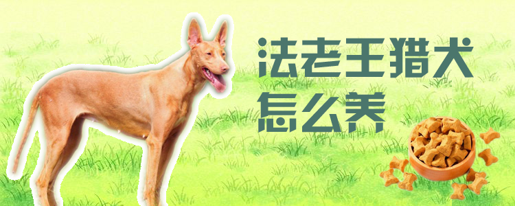 法老王獵犬怎么養(yǎng)