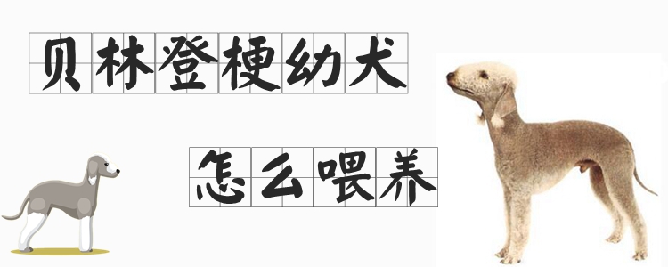 貝林登梗幼犬怎么喂養(yǎng)