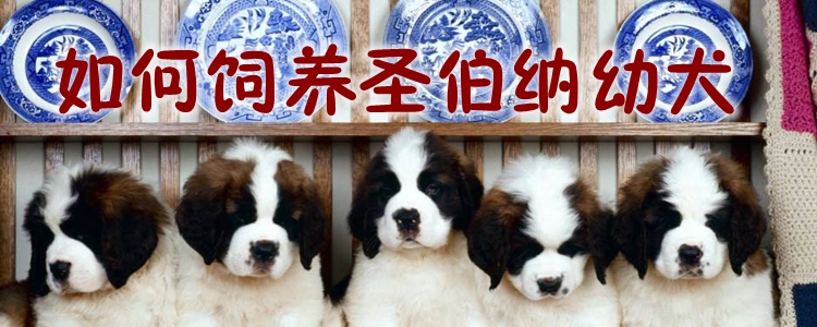 如何飼養圣伯納幼犬