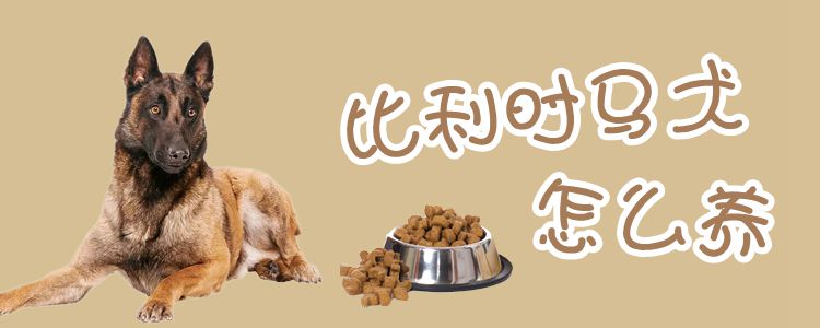 比利時(shí)馬犬怎么養(yǎng)